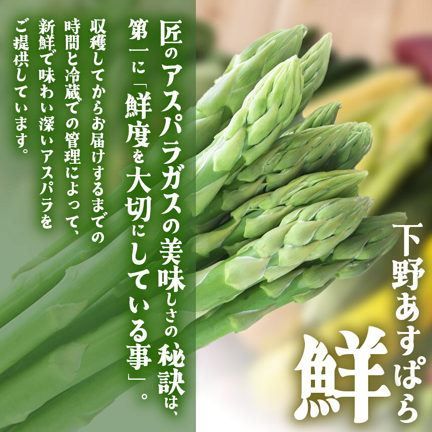 【ふるさと納税】アスパラ 下野あすぱら『鮮』 Lサイズ 500g 1kg【先行予約】 | アスパラ 極太アスパラ アスパラガス 新鮮 野菜 選べる内容量 旬野菜 春野菜 とれたて 春 人気 送料無料 栃木県 下野市