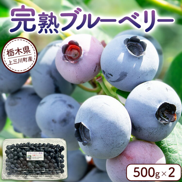 完熟 ブルーベリー500g×2 | 栃木県産 果物 くだもの フルーツ 産地直送 ※離島への配送不可 ※2025年6月下旬〜8月下旬頃に順次発送予定
