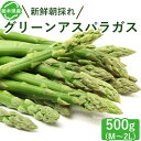 【ふるさと納税】栃木県産 グリーンアスパラガス 500g | アスパラ 採れたて 新鮮 春野菜 旬 産地直送※2024年6月より順次発送予定※離島への配送不可※着日指定不可