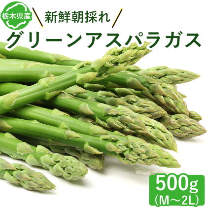 栃木県産 グリーンアスパラガス 500g | アスパラ 採れたて 新鮮 春野菜 旬 産地直送※2024年6月より順次発送予定※離島への配送不可※着日指定不可