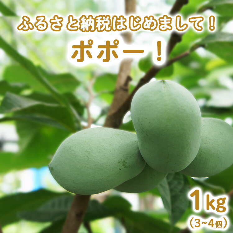 【ふるさと納税】【先行予約】ふるさと納税はじめまして!ポポー!1kg入(3個から4個入) ※北海道・沖縄・離島への配送不可 ※2026年8月下旬~9月下旬頃に順次発送予定