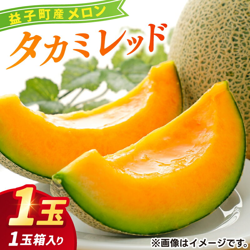 ＼果汁たっぷり/栃木県益子町産 タカミレッド 約1.5kg×1玉 (2025年6月発送予定) | ましこメロン 果物 くだもの フルーツ メロン 赤肉 赤肉メロン 旬 贈り物 ギフト 箱入り お取り寄せ 甘い 栃木県産 益子町産