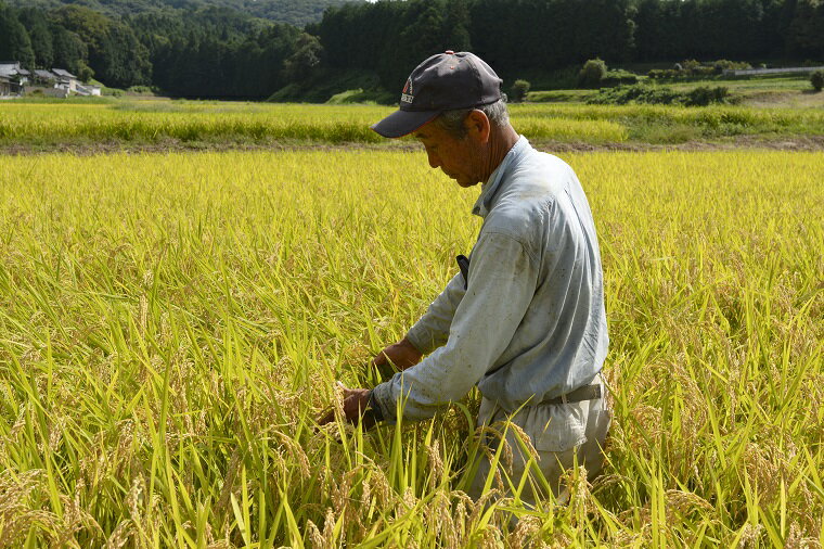 【ふるさと納税】山崎観光農園のお米　令和5年産　ゆうだい21　白米5kg(AU006)