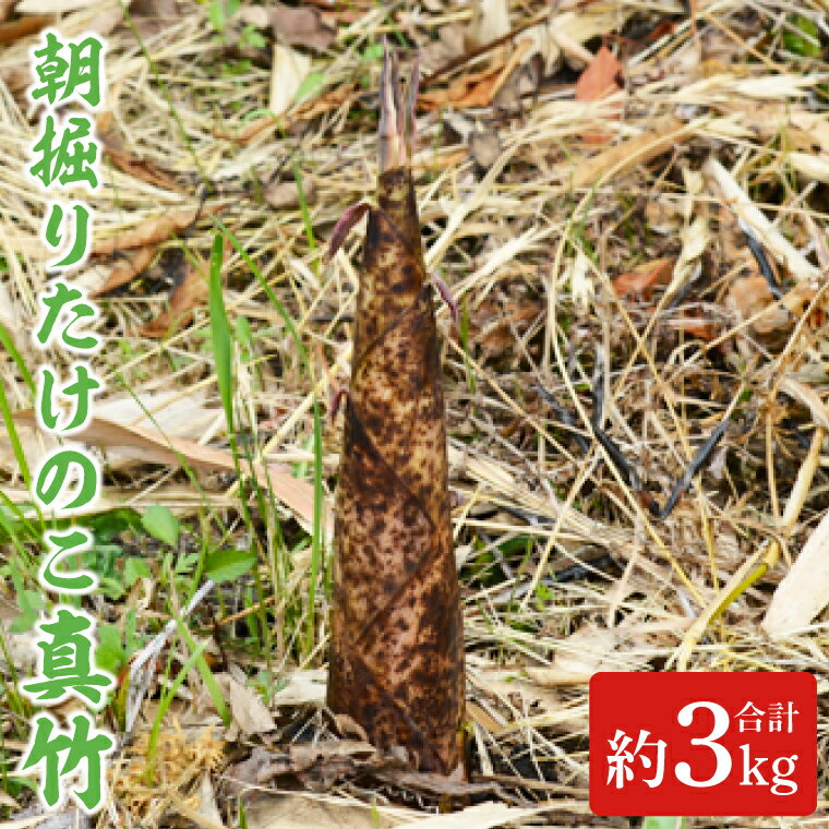 [5月中旬発送開始]朝採りたけのこ 真竹 約3kg(AA038-1)