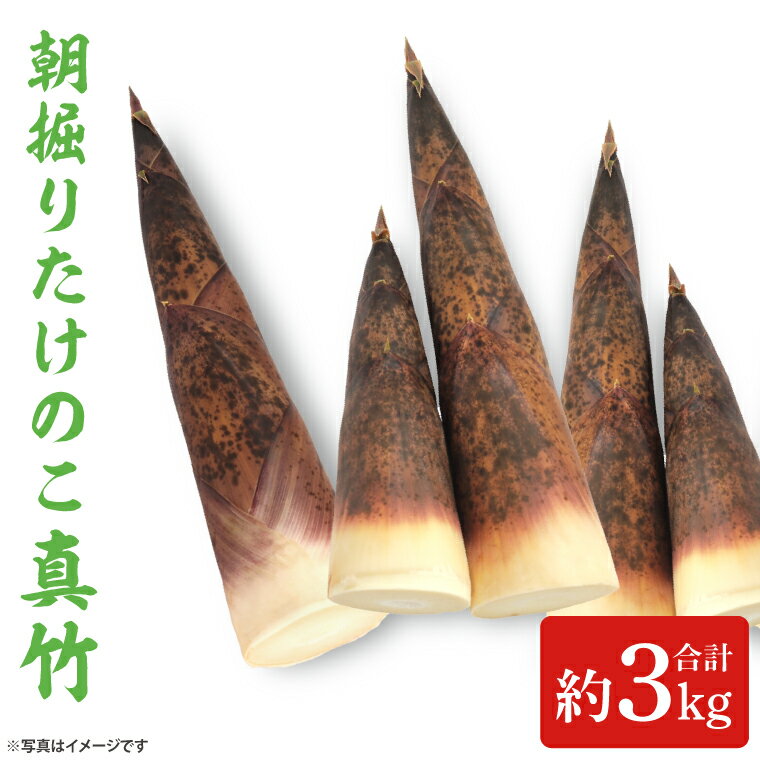 【ふるさと納税】【5月中旬発送開始】朝採りたけのこ　真竹　約3kg(AA038-1)