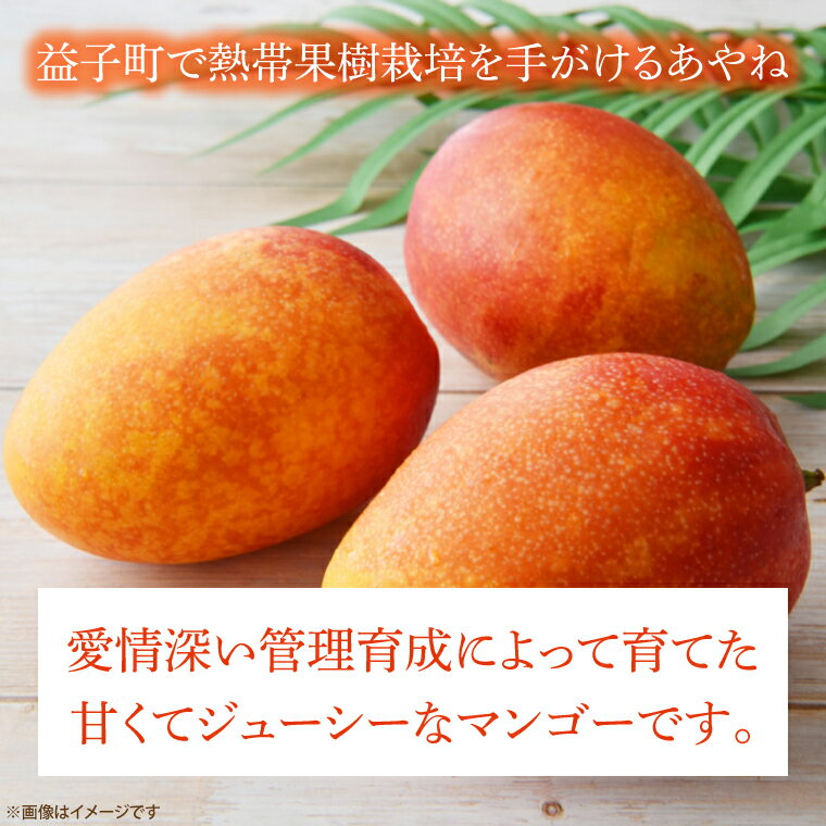 【ふるさと納税】【数量限定】益恋 マンゴー 約1kg（2～3玉）| 7月中旬より順次発送 マンゴー フルーツ 果物 新鮮 旬 益子町産 (CA005)