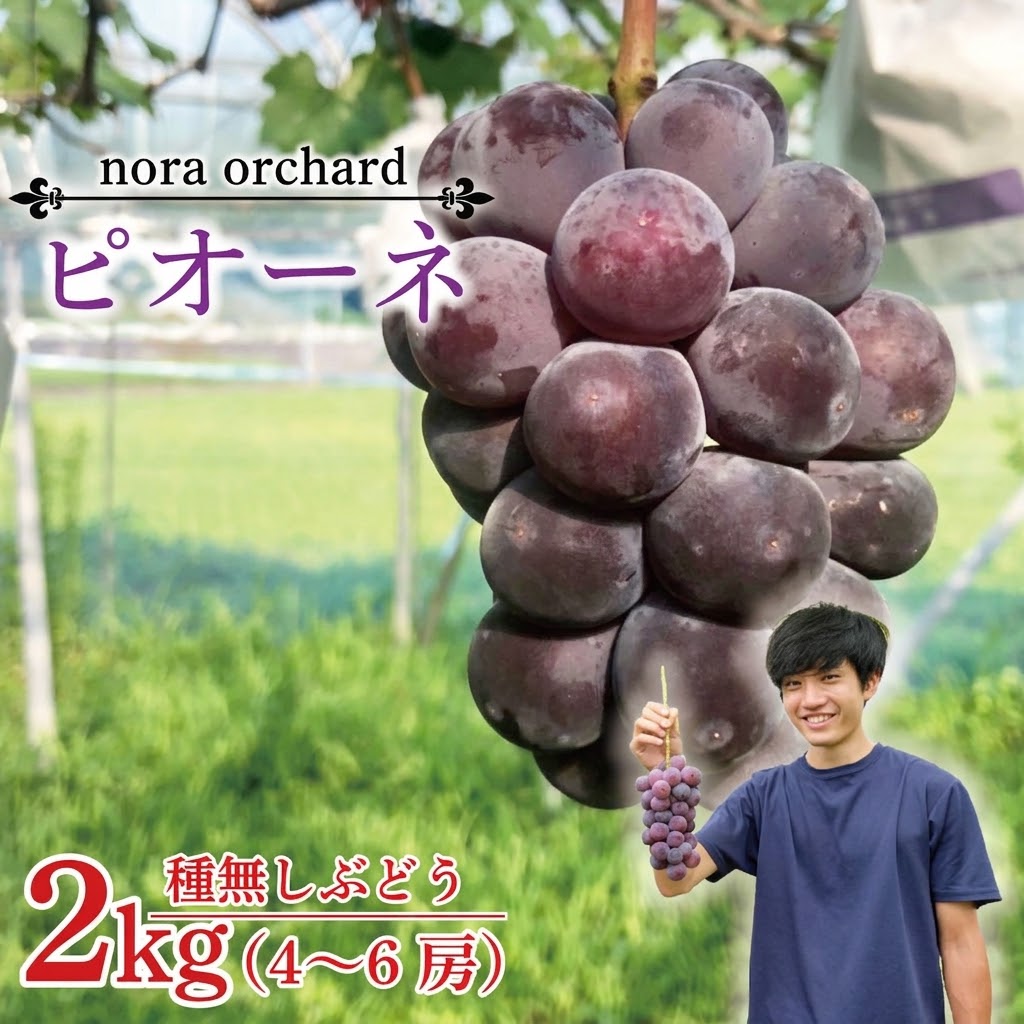 数量限定！種無しぶどう ピオーネ 合計2kg (4～6房) | 9月上旬より順次発送 数量限定 ブドウ 葡萄 ピオーネ 種なし 種なしブドウ 旬 果物 フルーツ 濃厚 ジューシー 益子町産 新鮮 (DC002)