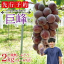 【ふるさと納税】【先行予約】数量限定!種無しぶどう 巨峰 合計2kg (4~6房) | 8月下旬より順次発送 数量限定 ブドウ 葡萄 巨峰 種なし 種なしブドウ 旬 果物 フルーツ 濃厚 ジューシー 益子町産 新鮮 nora orchard (DC001)(4)
