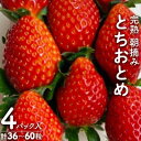 【ふるさと納税】【11月中旬より発送】鈴木ファームの★完熟★朝摘み★とちおとめ　4パック入り【配送不 ...