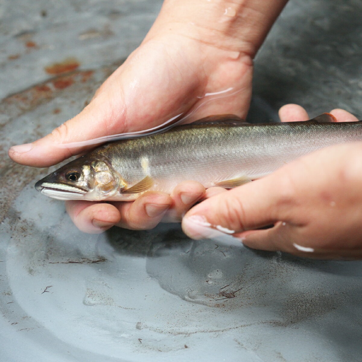 【ふるさと納税】天然鮎(友釣り) 北関東の清流「那珂川産」 500g 真空冷凍 | 鮎 アユ 天然アユ 天然あゆ 魚介 天然 友釣り 鮮魚 新鮮 北関東 清流 塩焼 炭火焼 茶漬け 天ぷら Riverline 栃木県 茂木町