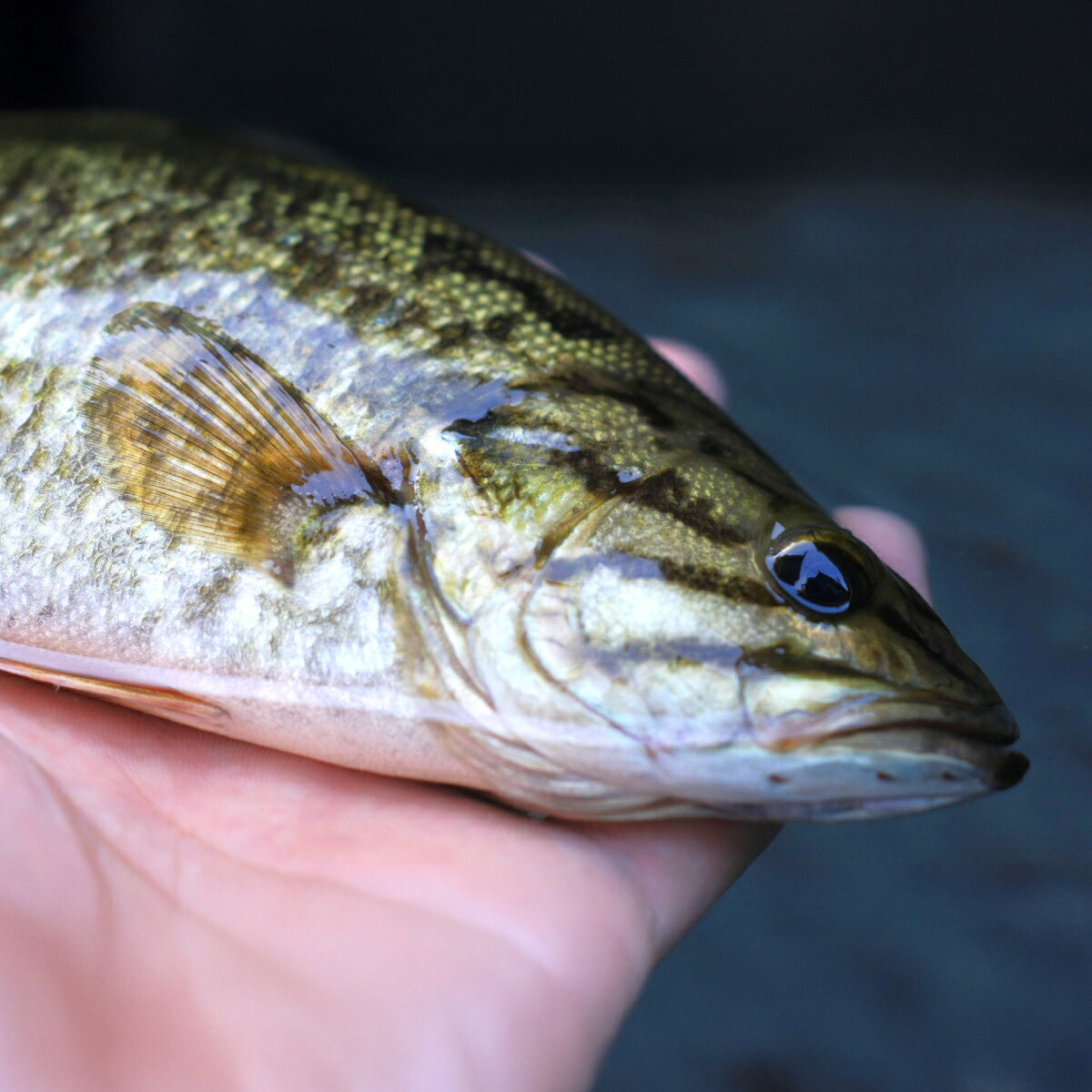 【ふるさと納税】コクチバス 北関東の清流「那珂川産」300～400g 冷凍 | コクチバス 天然 鮮魚 川魚 釣り 新鮮 北関東 清流 唐揚げ から揚げ 素揚げ 塩焼き 炭火焼 白身 白身魚 外来魚 特定外来生物 未利用魚 Riverline 栃木県 茂木町