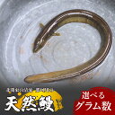 【ふるさと納税】天然鰻 北関東の清流「那珂川産」 1尾 選べる重量 真空冷凍 | 鰻 うなぎ ウナギ 天然 天然うなぎ 希少 貴重 鮮魚 新鮮 北関東 清流 蒲...