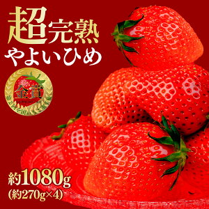 【ふるさと納税】<2026年先行予約>いちご 鈴木ファーム厳選& 完熟& 朝摘み やよいひめ 1080g 選べる発送月 | いちご イチゴ 苺 やよいひめ 完熟 果物 フルーツ 4パック くだもの 旬 産地直送 栃木県産 鈴木いちご園 栃木県 茂木町