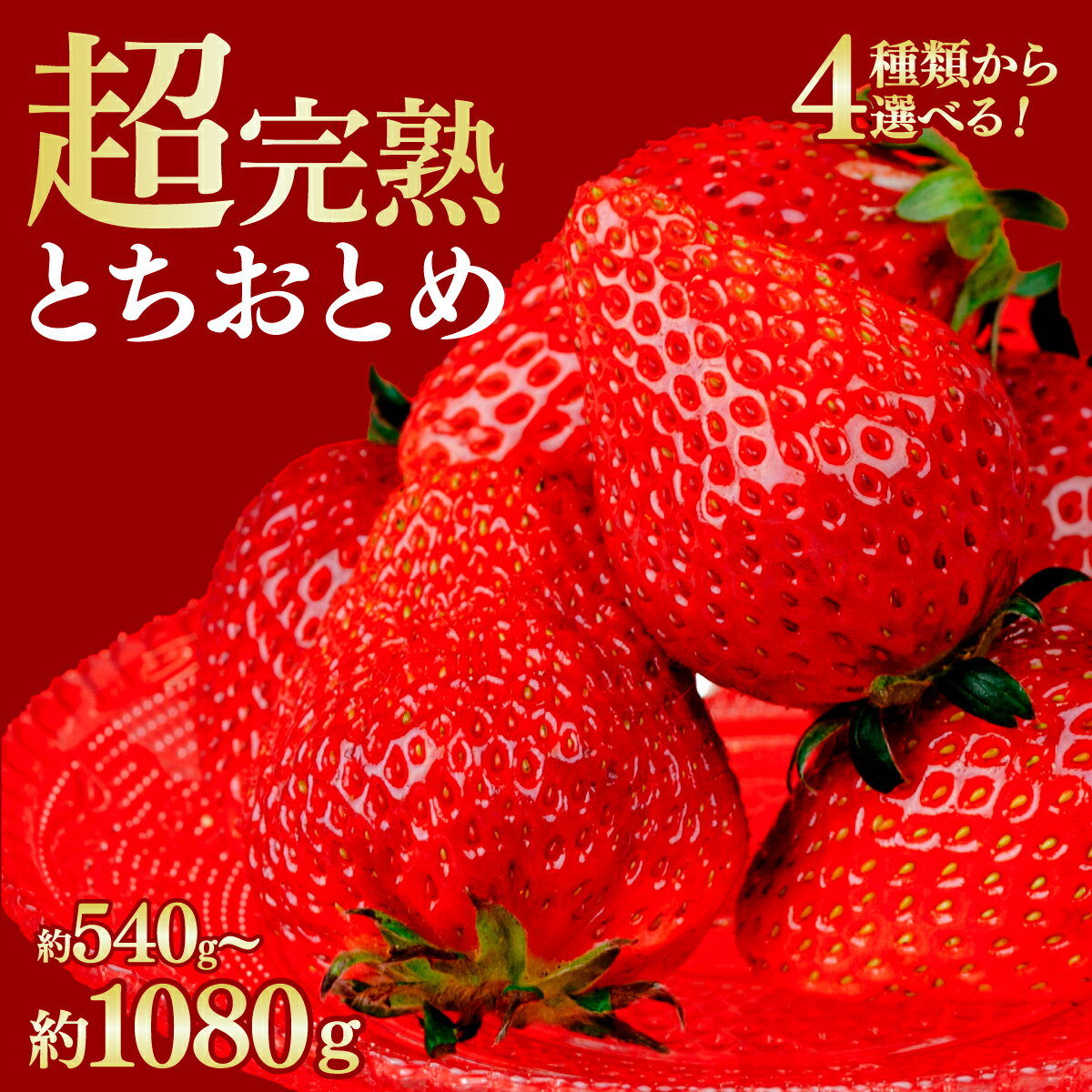 [2026年先行予約]いちご 鈴木ファームの完熟&朝採り とちおとめ 540g 1,080g 選べる発送月&内容量 | いちご イチゴ 苺 とちおとめ 完熟 甘い あまい 果物 フルーツ くだもの 旬 産地直送 栃木県産 鈴木ファーム 栃木県 茂木町