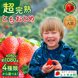 【ふるさと納税】<2026年先行予約>いちご 「茂木完熟いちご」 美土里農園の朝採れ とちおとめ 540g 1,080g 選べる発送月&内容量 | いちご イチゴ 苺 とちおとめ 完熟 大粒 果物 フルーツ 美土里農園 栃木県 茂木町