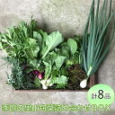 【ふるさと納税】わたね　季節の里山旬菜詰め合わせBOX（計8品）≪ギフト セット 野菜 無農薬 グルメ≫※着日指定不可