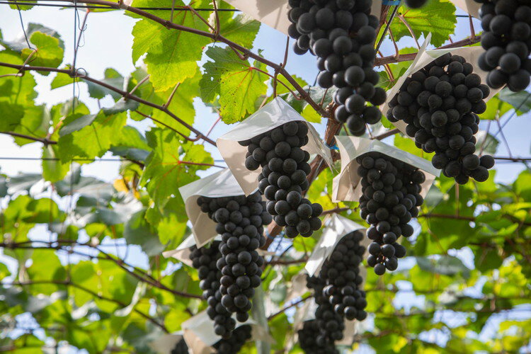 【ふるさと納税】Unwooded BLANC 2022 Vinifera Field mix 2本|日本産 ワイン 白ワイン 辛口 国産ワイン ギフト プレゼント 贈答用 バレンタインデー 母の日 父の日 お中元 お歳暮※着日指定不可