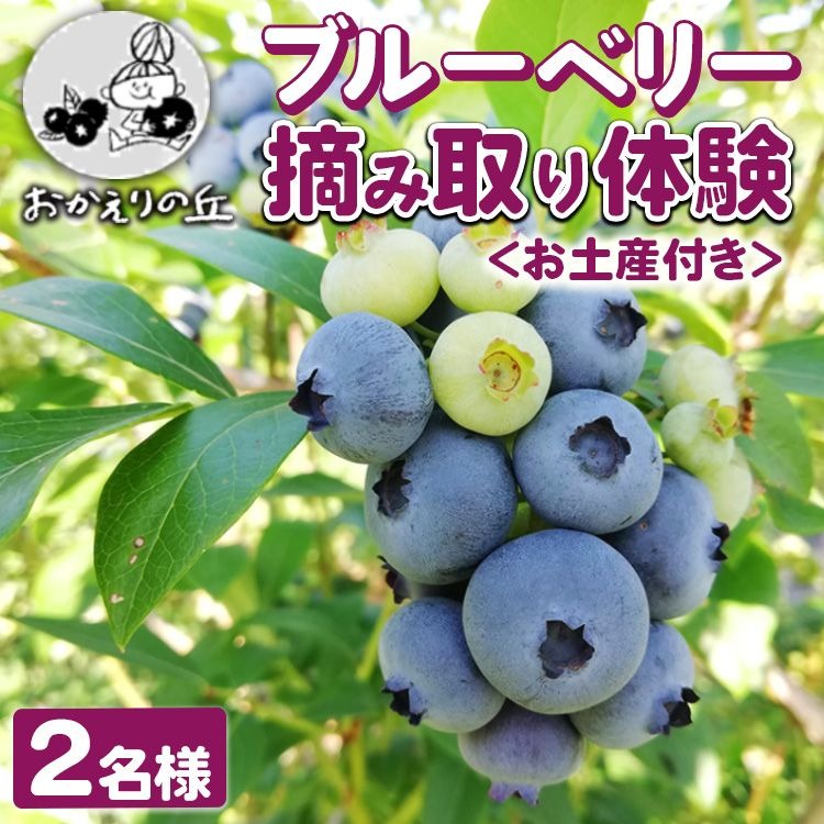 2位! 口コミ数「0件」評価「0」【先行予約】おかえりの丘 ＜お土産付き＞ブルーベリー摘み取り体験 2名様 ｜ ブルーベリー食べ放題 ブルーベリー 摘み取り体験 お持ち帰り ･･･ 