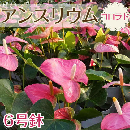 アンスリウム（コロラド）｜ 観葉植物 鉢植え 6号鉢 ピンク 花※2024年5月中旬～6月中旬頃に順次発送予定※着日指定不可