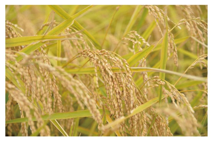 【ふるさと納税】【新米】令和7年産「芳賀のめぐみ」コシヒカリ　5kg 袋入り　栃木県芳賀町産 ｜ 米 お米 ご飯 国産 送料無料 ※離島への配送不可 ※2025年10月下旬～2026年4月中旬頃に順次発送予定