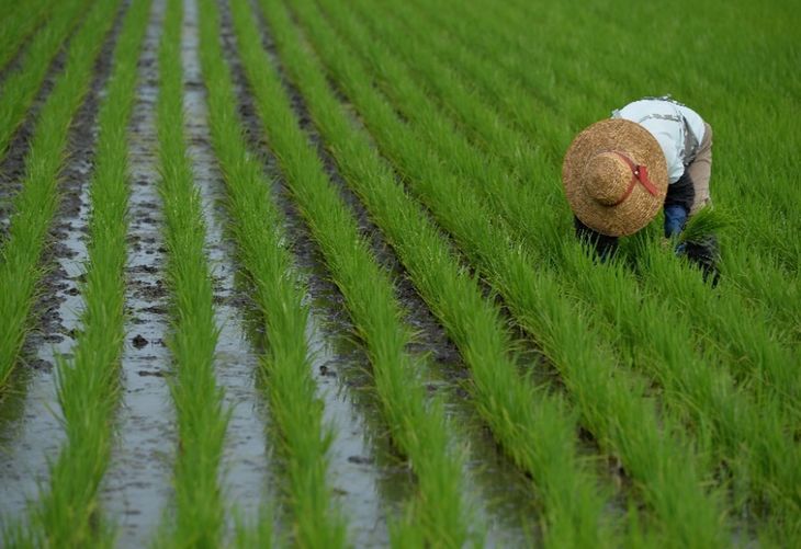【ふるさと納税】【新米】令和7年産「芳賀のめぐみ」コシヒカリ　5kg 袋入り　栃木県芳賀町産 ｜ 米 お米 ご飯 国産 送料無料 ※離島への配送不可 ※2025年10月下旬～2026年4月中旬頃に順次発送予定