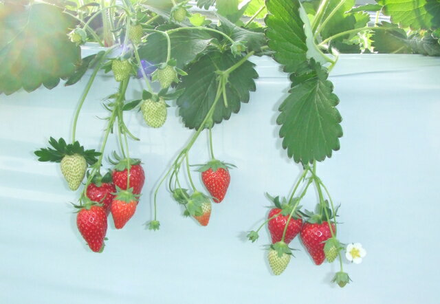 【ふるさと納税】ベテラン農家のこだわりの逸品！とちあいか 2パック｜いちご イチゴ 苺 フルーツ 果物 産地直送 期間限定 季節限定 栃木県 芳賀町 ※2025年12月中旬～2026年3月下旬頃に順次発送予定