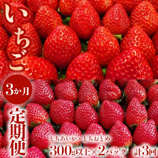 【定期便】＜いちご3ヶ月定期便＞先行受付 とちあいか とちおとめ 300g以上2パック計3回 | 完熟 朝摘み 苺 いちご イチゴ とちあいか とちおとめ 食べ比べ 果物 フルーツ 秀品 贈答 栃木県 壬生町 産地直送 ※2025年1月より順次発送予定