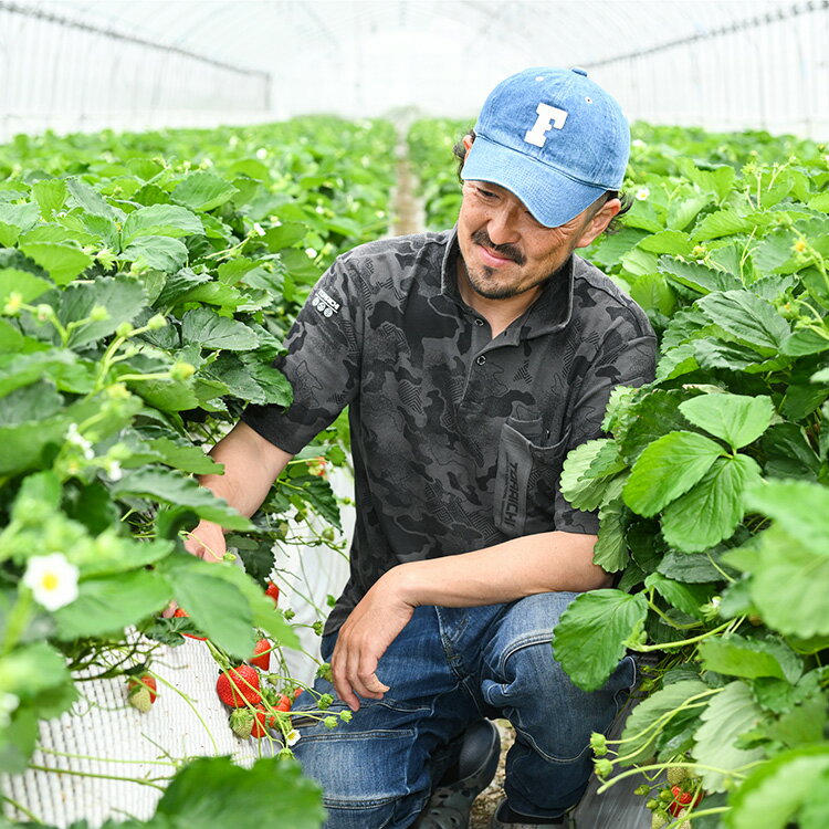 【ふるさと納税】生産農家直送 高級品種☆無選別訳あり 冷凍 いちご 栃木県壬生町産スカイベリー3kg（500g×6）果物 フルーツ 苺 フレッシュ 3