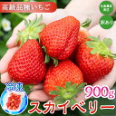 【ふるさと納税】【訳あり】冷凍スカイベリー900g (300g×3) | 生産者直送 高級品種 無選別訳あり 冷凍 いちご 栃木県壬生町産 果物 フルーツ 苺 ...