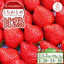 【ふるさと納税】【選べる粒数】甘熟とちおとめ 各300g×4p 30粒 24粒 20粒| とちおとめ いちご 苺 栃木県 果物 フルーツ ※北海道・沖縄・離島への配送不可 ※2026年1月上旬~4月中旬頃に順次発送予定