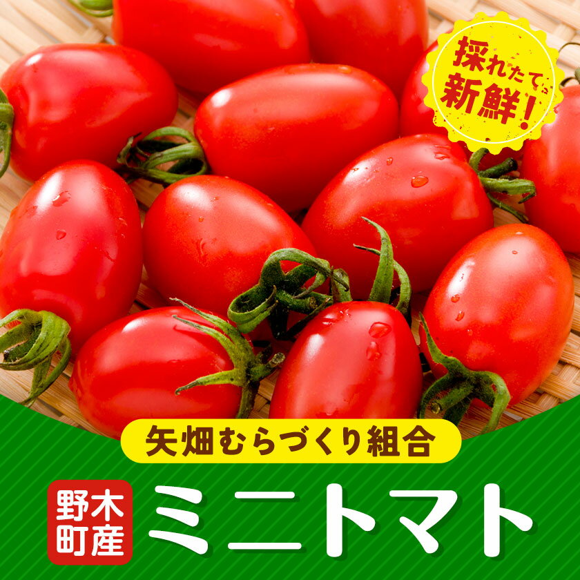 【先行予約】【ふるさと納税】ミニトマト 約1.5kg 1箱 2箱 小箱 定期便あり 栃木県 野木町産 矢畑むらづくり組合 《2025年10月上旬-2026年6月下旬頃出荷》栃木県 野木町 トマト ミニトマト 野菜 新鮮