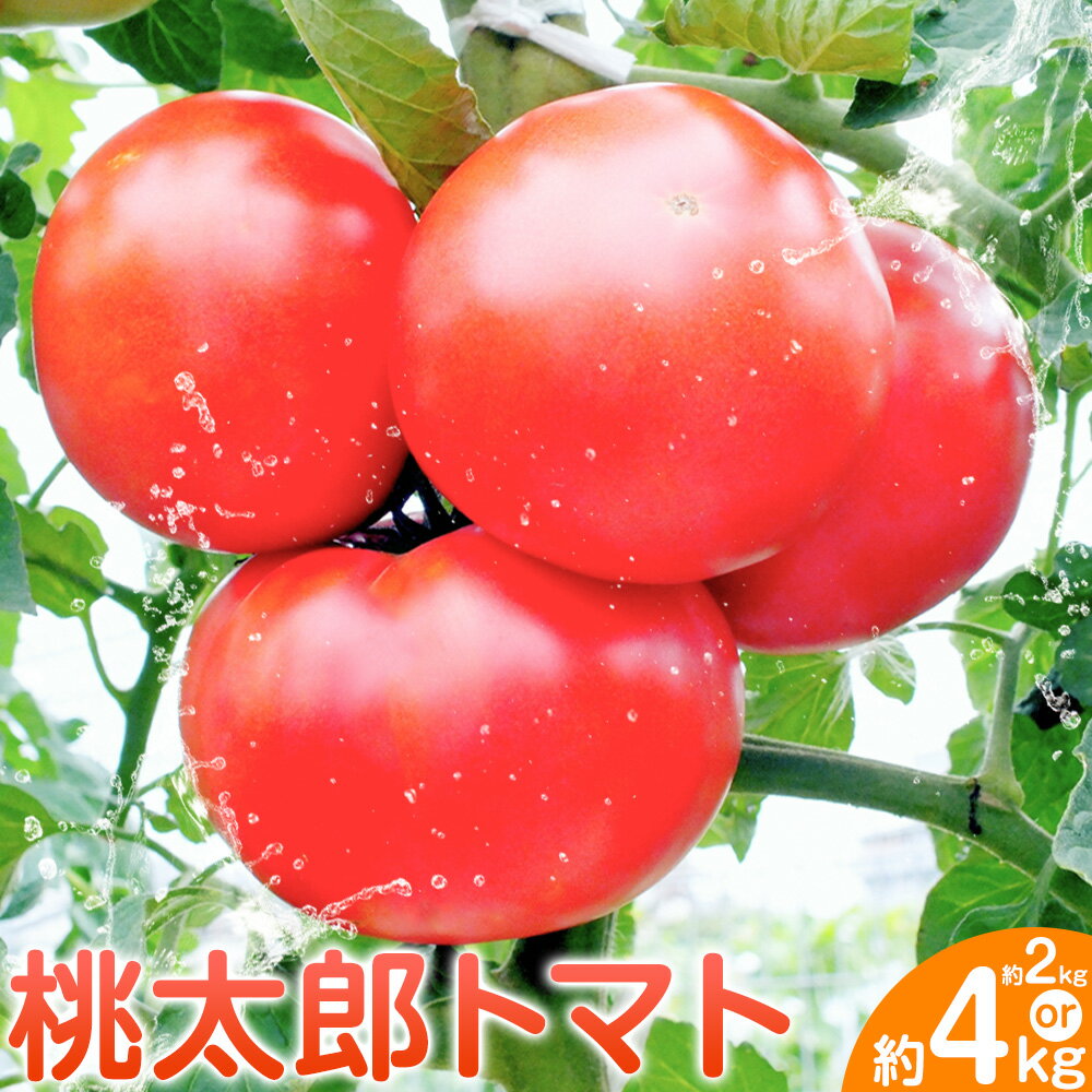 【ふるさと納税】トマト 栃木県 野木町産 トマト 桃太郎 約2kg 約4kg 秋山農園《3月上旬-7月上旬頃出荷》栃木県 野木町 甘い 野菜 桃太郎トマトのサムネイル
