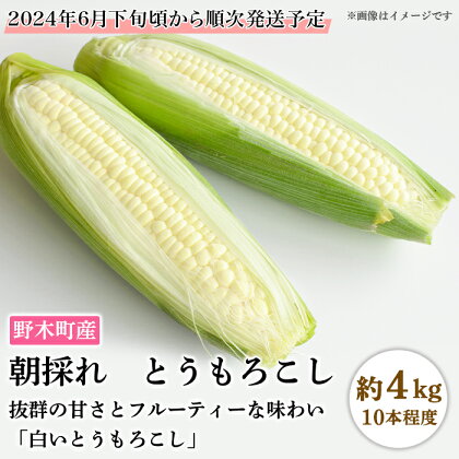 C05とうもろこし 約4kg 白いとうもろこし 10本入り 朝採れ クール便 野木町産 【2024年6月下旬頃から順次発送予定】