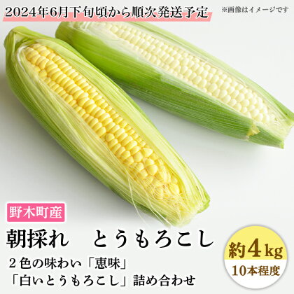 C06とうもろこし 約4kg 黄白詰合せ 10本入り 朝採れ クール便 野木町産 【2024年6月下旬頃から順次発送予定】