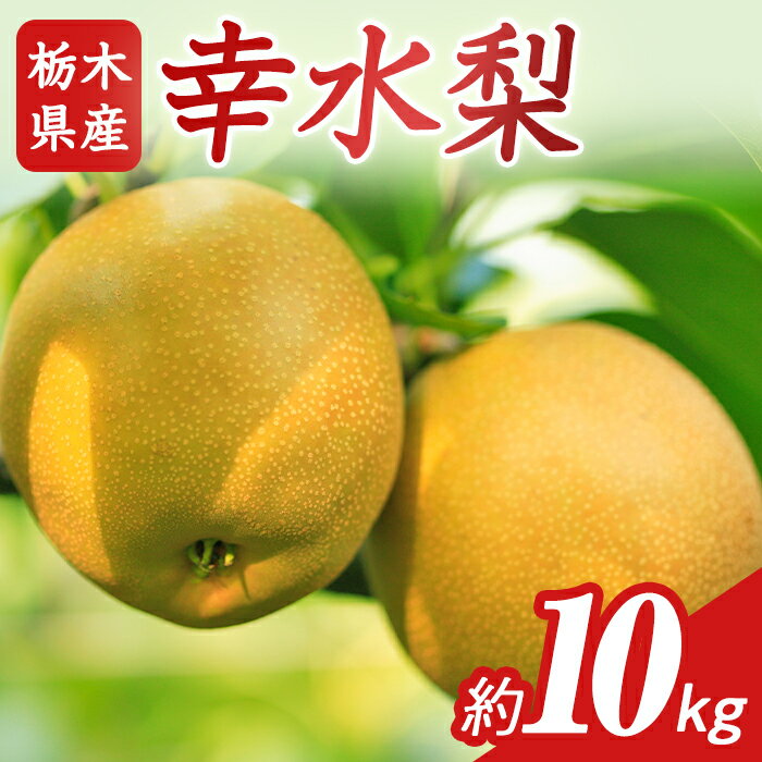 N02 梨 なし 幸水 10kg フルーツ 先行予約 2024年 8月 上旬頃 栃木県