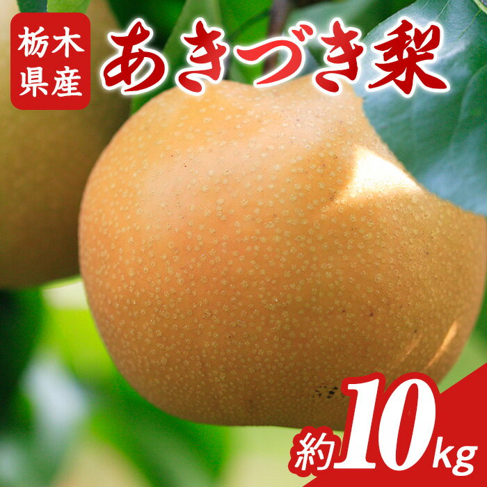 【ふるさと納税】N10 梨 なし あきづき 10kg フルーツ 先行予約 2024年 9月 中旬頃 栃木県