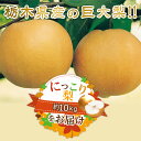 N06 梨 なし にっこり梨 10kg フルーツ 先行予約 2024年 10月 中旬頃 栃木県