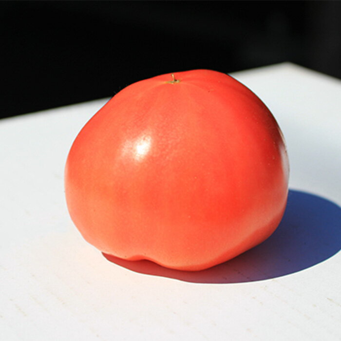 【ふるさと納税】トマト 甘い T01 栃木県野木町産トマト小箱（約1.5kg） 2