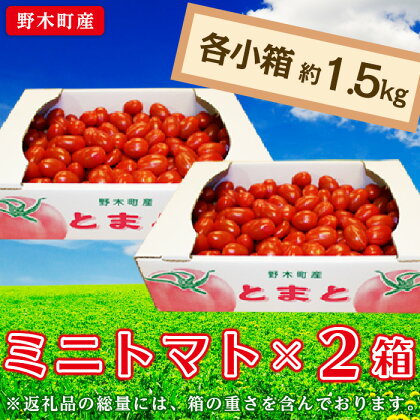 ミニトマト トマト 甘い T05 栃木県野木町産ミニトマト小箱（約1.5kg）×2セット