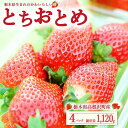 【ふるさと納税】とちおとめ4パックセット※北海道・沖縄・離島への配送不可※2024年2月中旬～4月下旬頃に順次発送予定