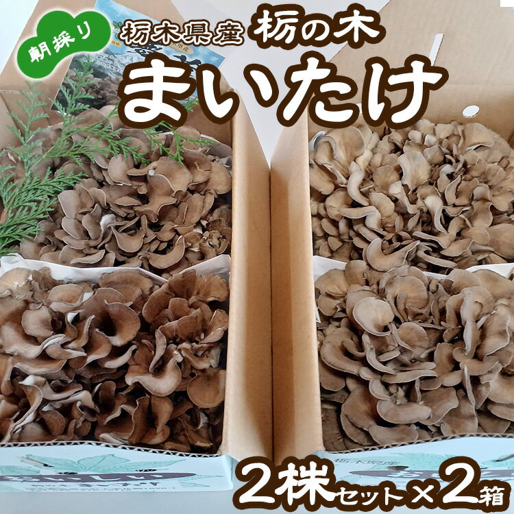 栃の木まいたけ 朝採りまいたけ2株セット×2箱｜まいたけ 舞茸 きのこ 茸 詰め合わせ 栃木県 高根沢町産　送料無料　※北海道・沖縄・離島への配送不可