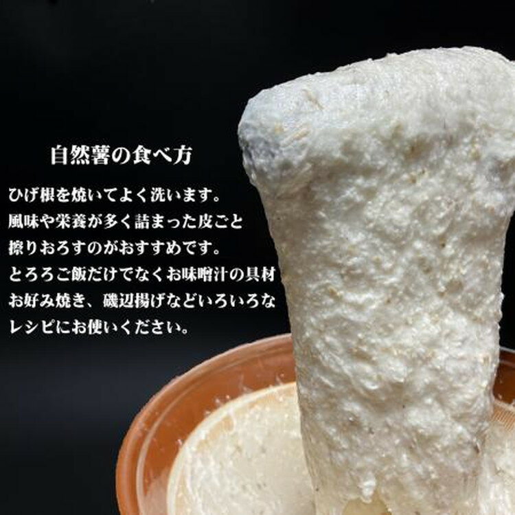 【ふるさと納税】那須町産　自然薯1.5kg×2箱 贈り物 化粧箱入り 那須町 〔D-23〕※2023年11月中旬頃より順次発送予定