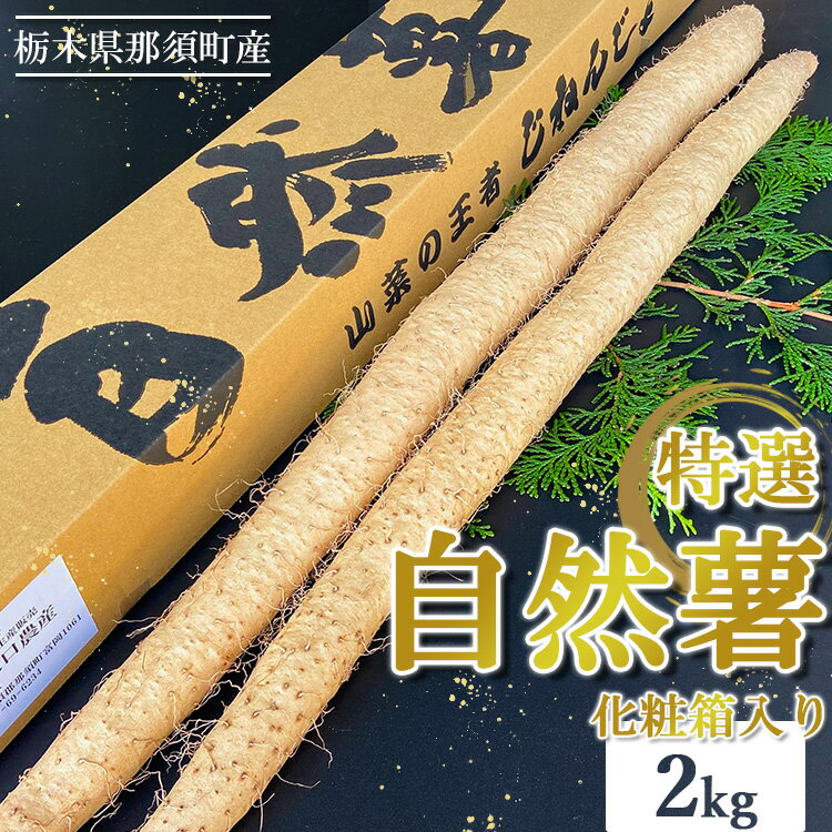 【ふるさと納税】那須町産 自然薯 2kg 化粧箱入り｜贈り物