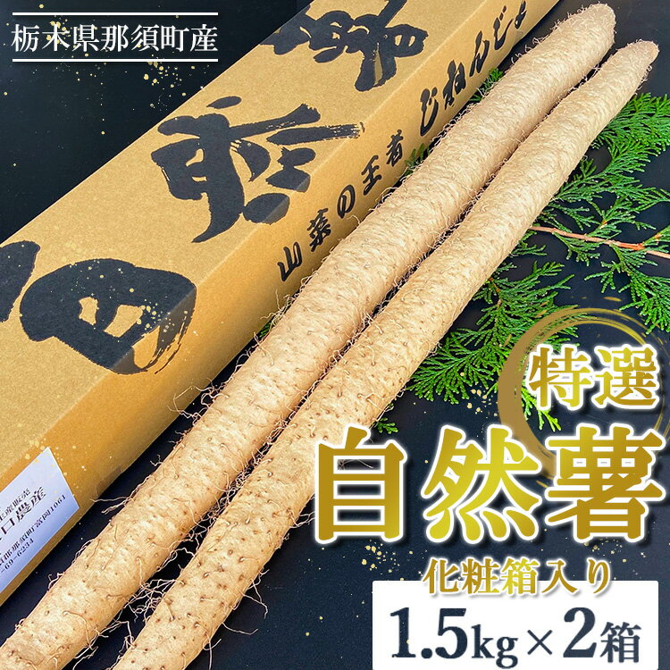 【ふるさと納税】那須町産 自然薯 1.5kg×2箱 化粧箱入