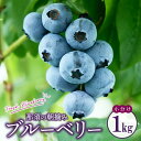 【ふるさと納税】【先行予約】那須町生ブルーベリー1kg(250g×4パック) 限定100個〔P-345〕 ※2025年6月上旬〜7月下旬頃に順次発送予定 ※北海...