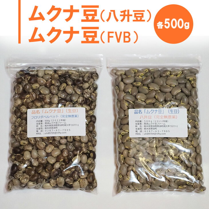 ムクナ豆(八升豆)生豆500g ムクナ豆(FVB)生豆500g 〔D-48〕