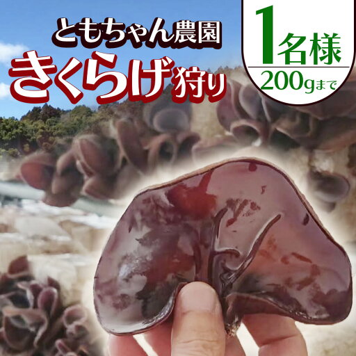 【ふるさと納税】人気急上昇 きくらげ狩り1名様 ともちゃん農園 | きくらげ 体験 きくらげ狩り 持ち帰り可 食物繊維 鉄分 カルシウム ビタミンD カリウム アミノ酸 低カロリー ダイエット中でも安心 高血圧予防 ふるさと 納税栃木県 那珂川町 【ふるさと納税】人気急上昇 きくらげ狩り1名様 ともちゃん農園 | きくらげ 体験 きくらげ狩り 持ち帰り可 食物繊維 鉄分 カルシウム ビタミンD カリウム アミノ酸 低カロリー ダイエット中でも安心 高血圧予防 ふるさと 納税栃木県 那珂川町