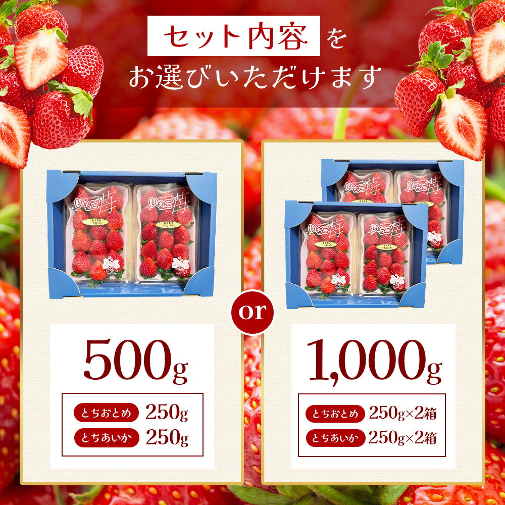【栃木県共通返礼品】【ふるさと納税】【先行予約】【選べる内容量】 とちあいか＆とちおとめ 食べ比べ 500g～1000g| いちご とちあいか 大粒 新鮮 甘い 食べ比べ 数量 限定 美味しい 果物 共通返礼品 フルーツ デザート 栃木県 那珂川町 送料無料