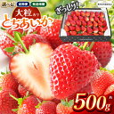 【ふるさと納税】【栃木県共通返礼品】【先行予約】選べる発送時期 とちあいか 約500g |訳あり いちご とちあいか ぎっしり 不揃い 大粒 甘い 数量 限定 果物 共通返礼品 フルーツ デザート 人気 ご褒美 贅沢 たっぷり 大容量 栃木県 那珂川町 送料無料