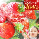 51位! 口コミ数「0件」評価「0」【栃木県共通返礼品】【2026年先行予約】【選べる品種】【選べるグラム数】とちあいか スカイベリー 260g×4P 280g×2P 1040g 560g| 果物 くだもの 苺 イチゴ いちご とちあい・・・
